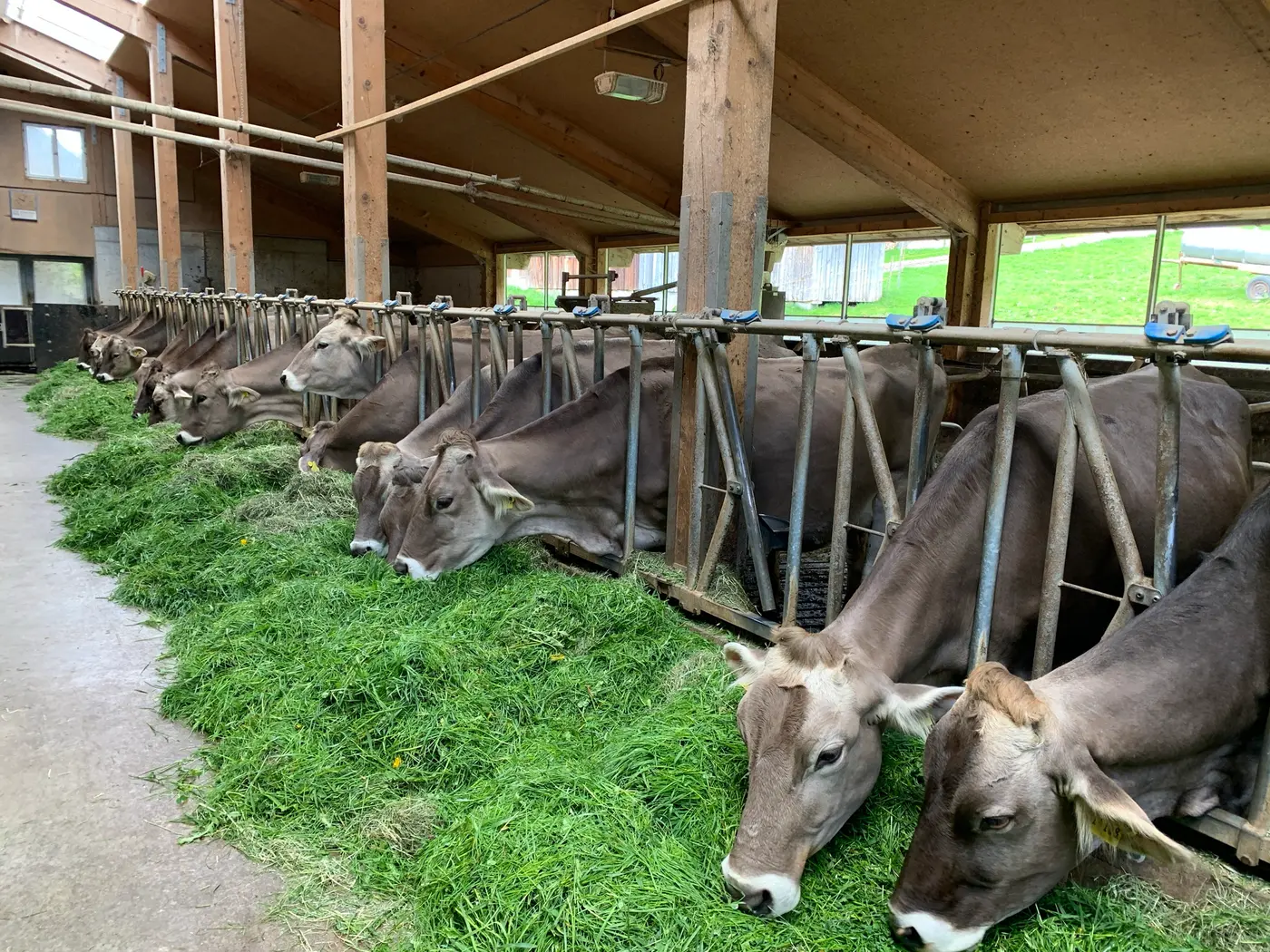 Braunvieh am Hof in Unterjoch