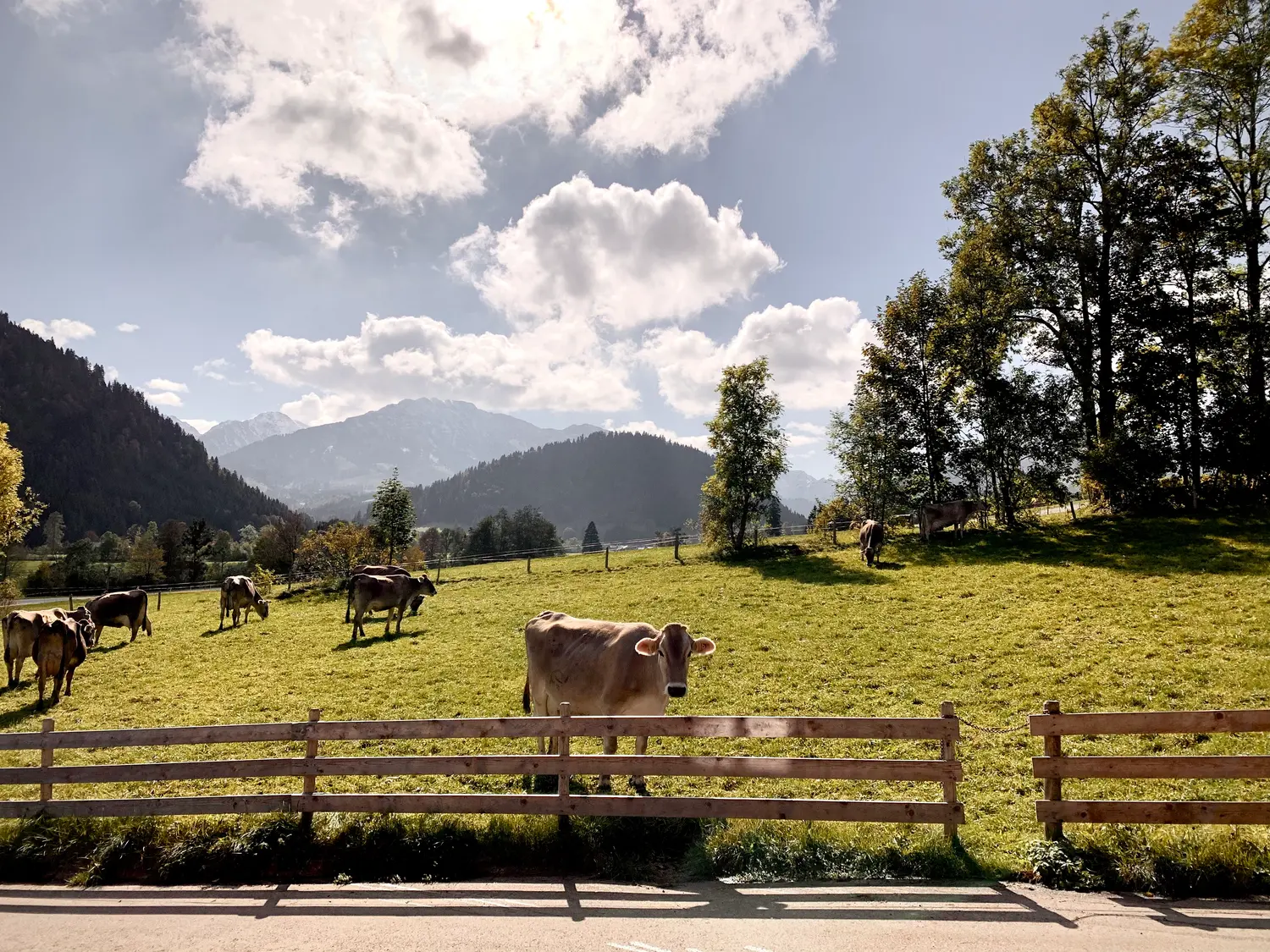 Allgäuer Braunvieh am Zaun der Hofweide, Berge im Hintergrund