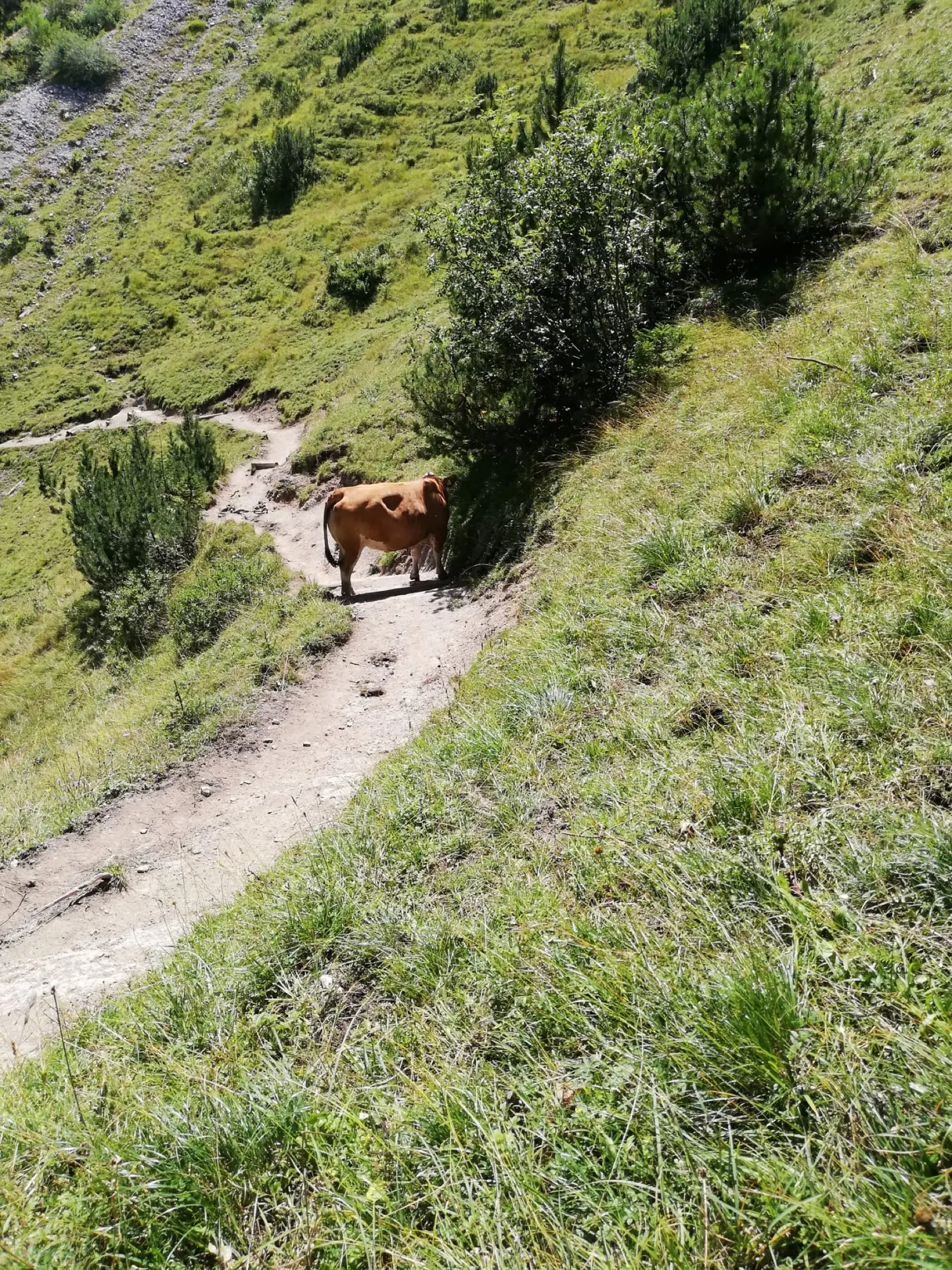 Kuh auf der Bergweide am Wanderweg
