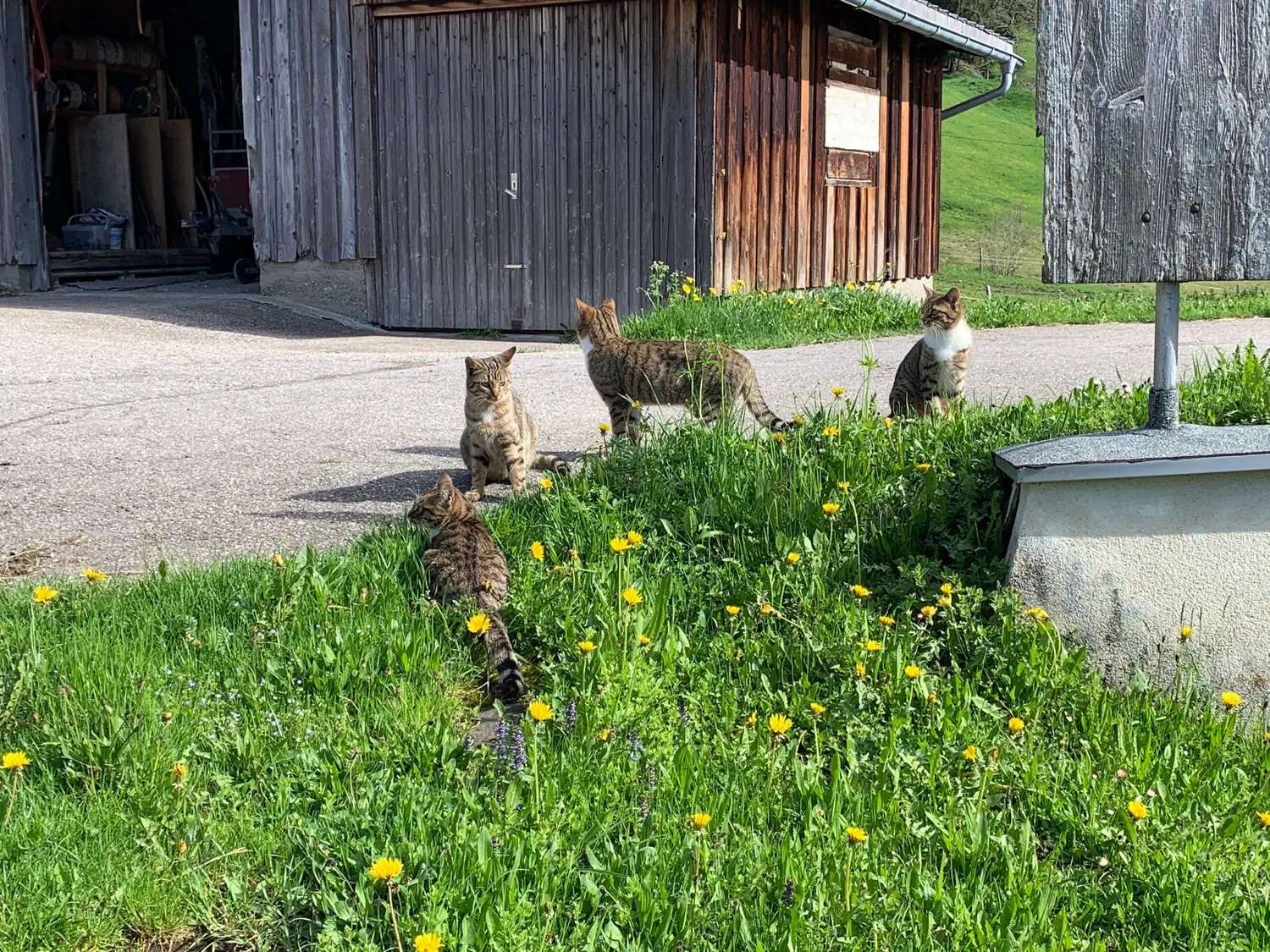 Die Hofkatzen in der Blumenwiese vor der Scheune