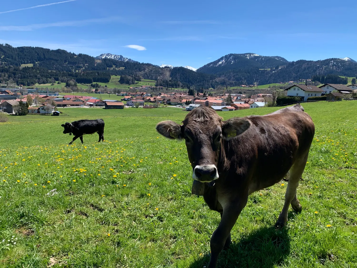 Braunvieh auf der Weide über dem Dorf