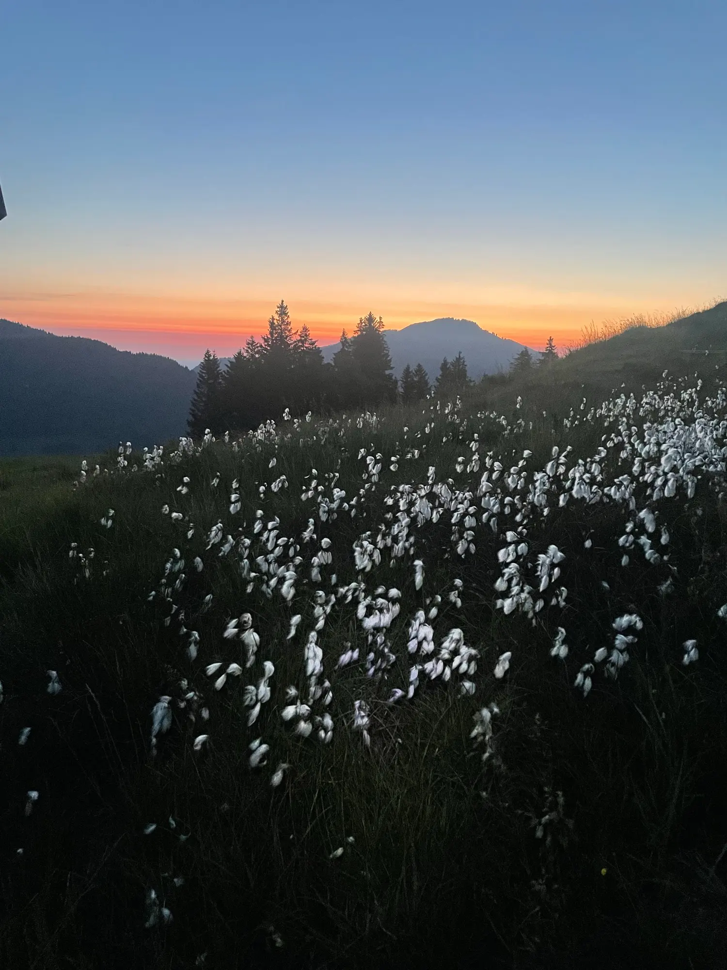Sommerliche Almwiese in den Allgäuer Hochalpen