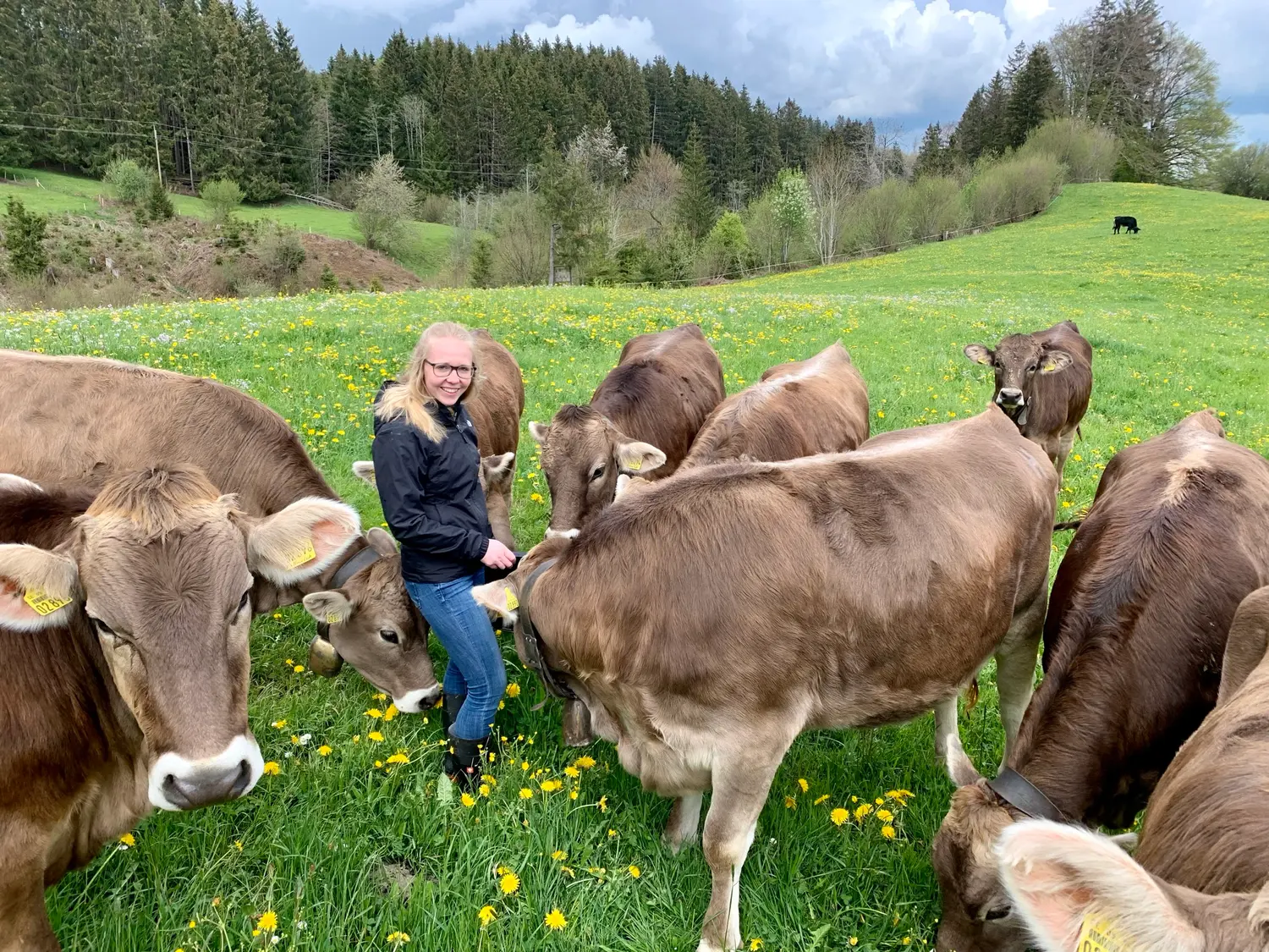 Svea auf der Weide, mitten zwischen den Braunvieh-Kühen